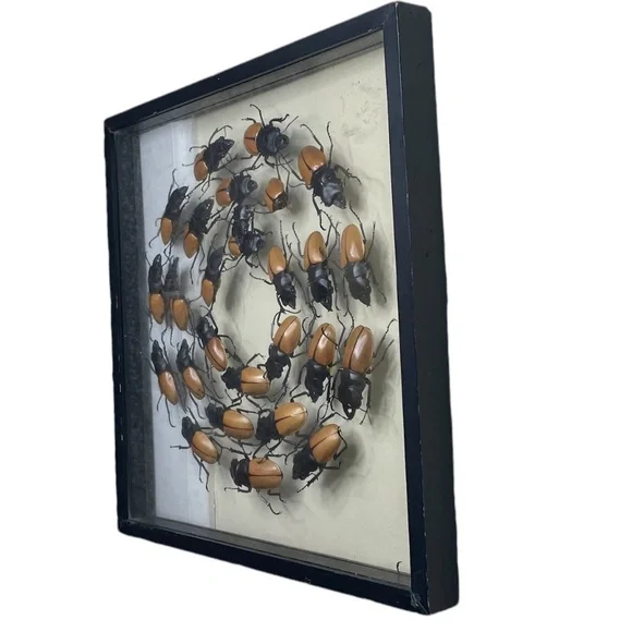 Beetles‎ Faux Library Studio Props